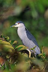 Black-crowned Night-Heron